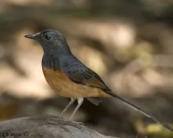 White-rumped Shama