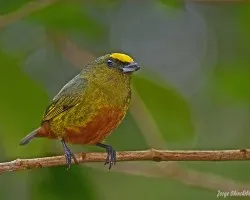 Olive-backed Euphonia