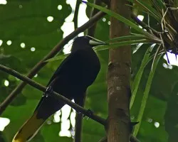 Chestnut-headed o Montezuma???