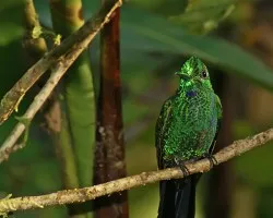 Verde brillantito