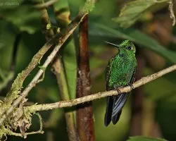 Verde brillantito