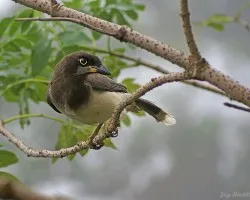 te estoy mirando...(Brown Jay)