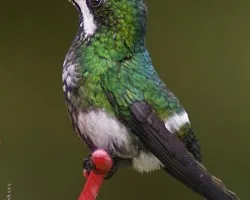 Pajarito complicado para ambientes naturales....(Green Thorntail)