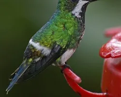 Pajarito complicado para ambientes naturales....(Green Thorntail)