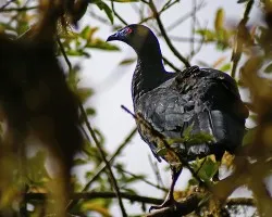 Negrita ojos rojos (Black Guan)