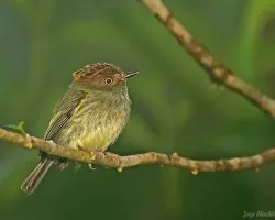 Scale-crested Pygmy-Tyrant (Lophotriccus pileatus)