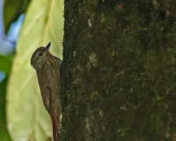 Wedge-billed Woodcreeper???