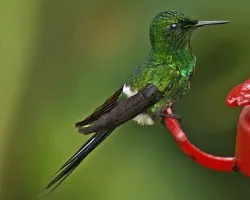 Green Thorntail (Discosura conversii)