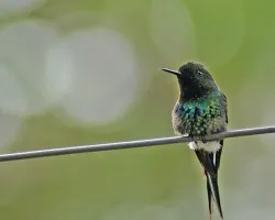 Green Thorntail (Discosura conversii)