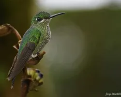 Green-crowned Brilliant