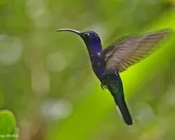 Campylopterus hemileucurus