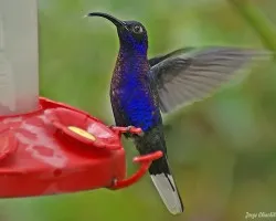 Campylopterus hemileucurus