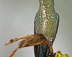 Green-crowned Brilliant