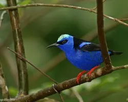 Red-legged Honeycreeper