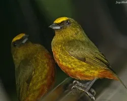 Olive-backed Euphonia