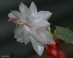 blanca transparencia
