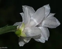 bailarina 