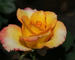 una rosita