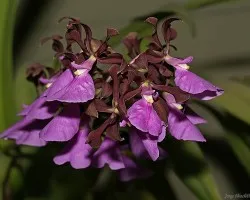 Encyclia cordigera variedad rosea