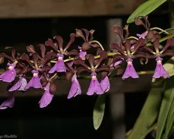 Encyclia cordigera variedad rosea