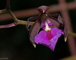Encyclia cordigera variedad rosea