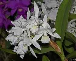 Guaria blanca variedad alba
