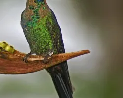 Green-crowned-Brilliant juvenil
