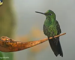 Green-crowned-Brilliant juvenil