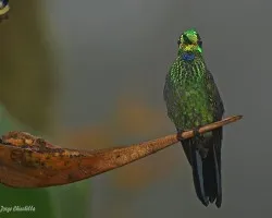 Green-crowned-Brilliant