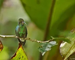 White-tailed Emerald????