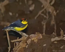 habitat normal