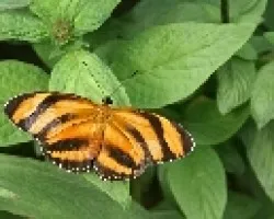 mariposa Zeydi