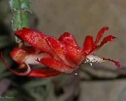 flor de bailarina