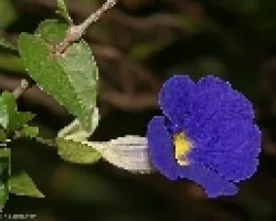 y una campanilla