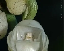 Periferia Elata, (Esp?ritu Santo) 