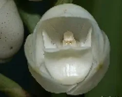 Periferia Elata, (Esp?ritu Santo) 