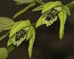 Coelogyne pandurata