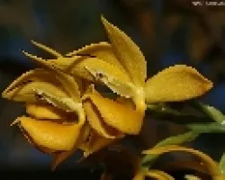 mormodes.