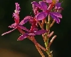 un epidendrum moradito