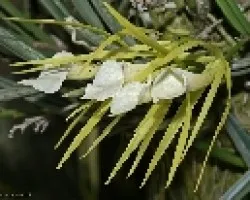 brassavola nodosa