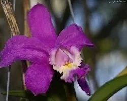 cattleya h?brida