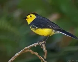 Myioborus torquatus