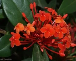 exora