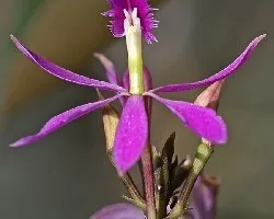 epidendrum sp.