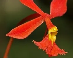 epidendrum sp