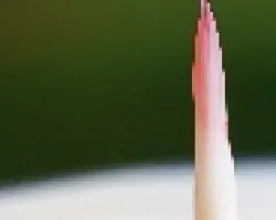 gota 3