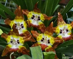 Huntleya burtii