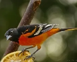 icterus galbula