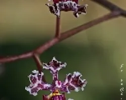 oncidium carthagenense