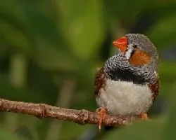 Zebra finches